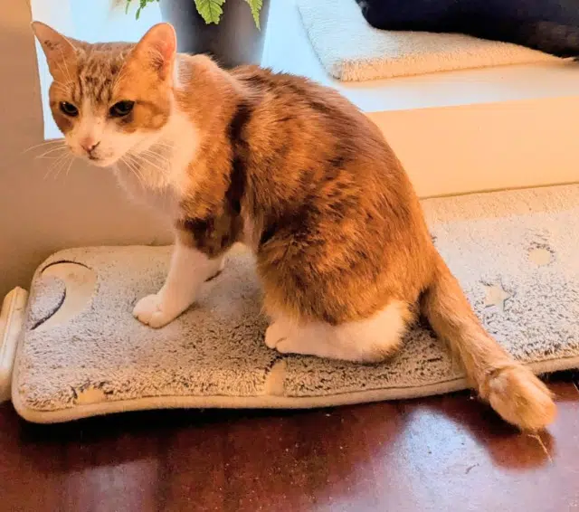 chat lost   77720 Mormant Guimli