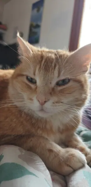 chat lost   77760 Chevrainvilliers Gustave