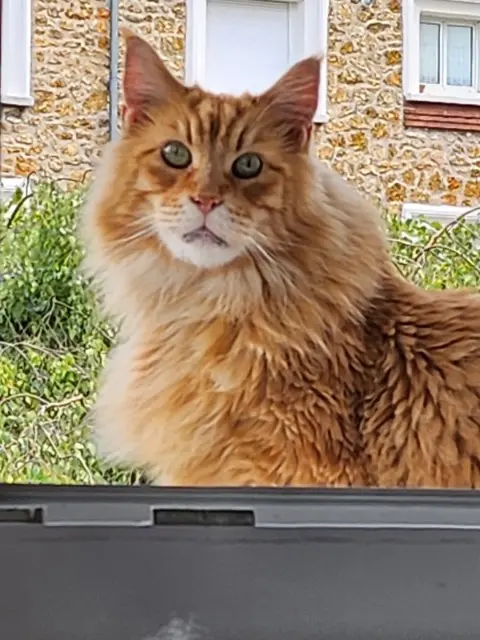 chat lost   77120 Coulommiers Harper