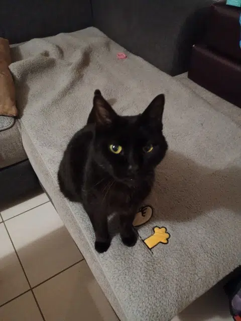 chat lost   77250 Moret-Loing-et-Orvanne Helios