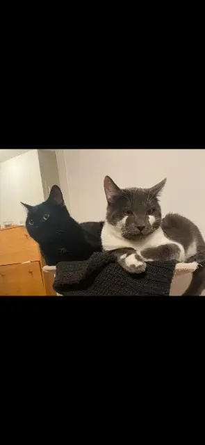 cat lost 77240 Vert-Saint-Denis Homietmojo cat lost 77240 Vert-Saint-Denis Homietmojo