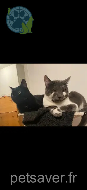 Kater vermisst 77240 Vert-Saint-Denis Homietmojo Kater lost 77240 Vert-Saint-Denis Homietmojo