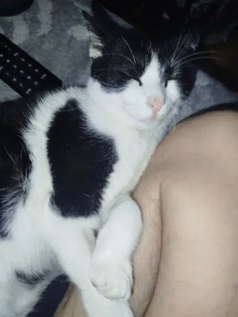 chat lost   77100 Meaux Hugo