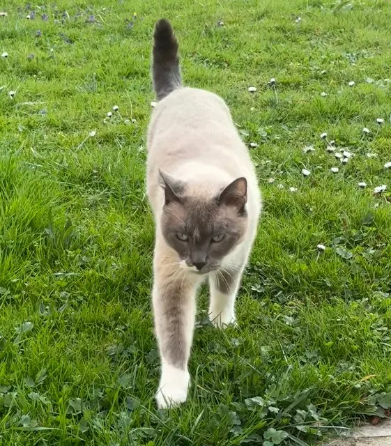 chat lost   77400 Lagny-sur-Marne Icy