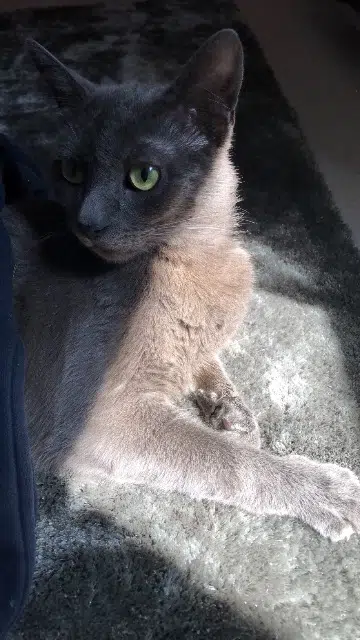 chat lost   77860 Saint-Germain-sur-Morin Jack