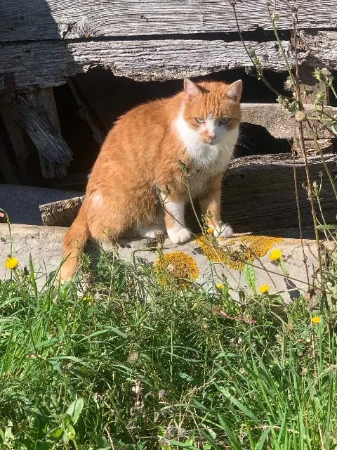 chat lost   77140 Nemours Jet