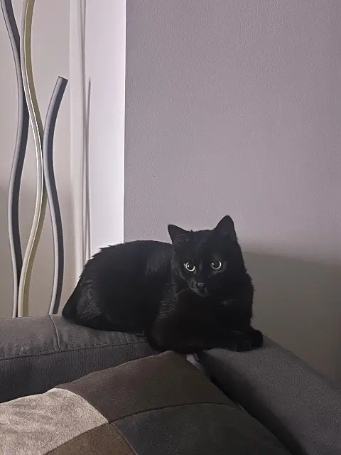 chat lost   77181 Le Pin Jiji