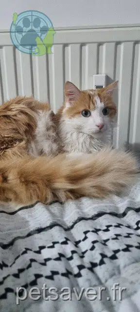 chat lost 77100 Meaux Joey