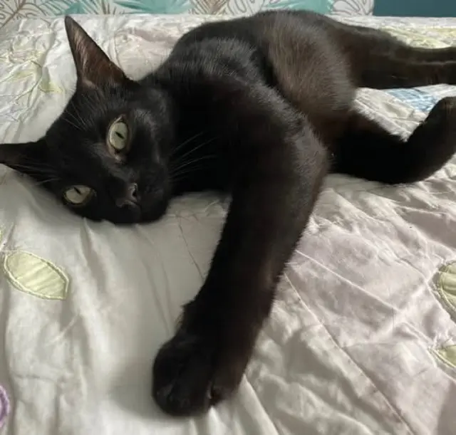 chat lost   77970 Jouy-le-Châtel Joey
