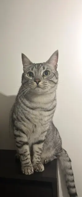 chat lost   77100 Meaux Karma