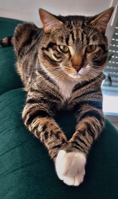 chat lost   77190 Villiers-en-Bière Khanaï