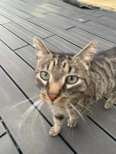 chat lost   77270 Villeparisis Kiko