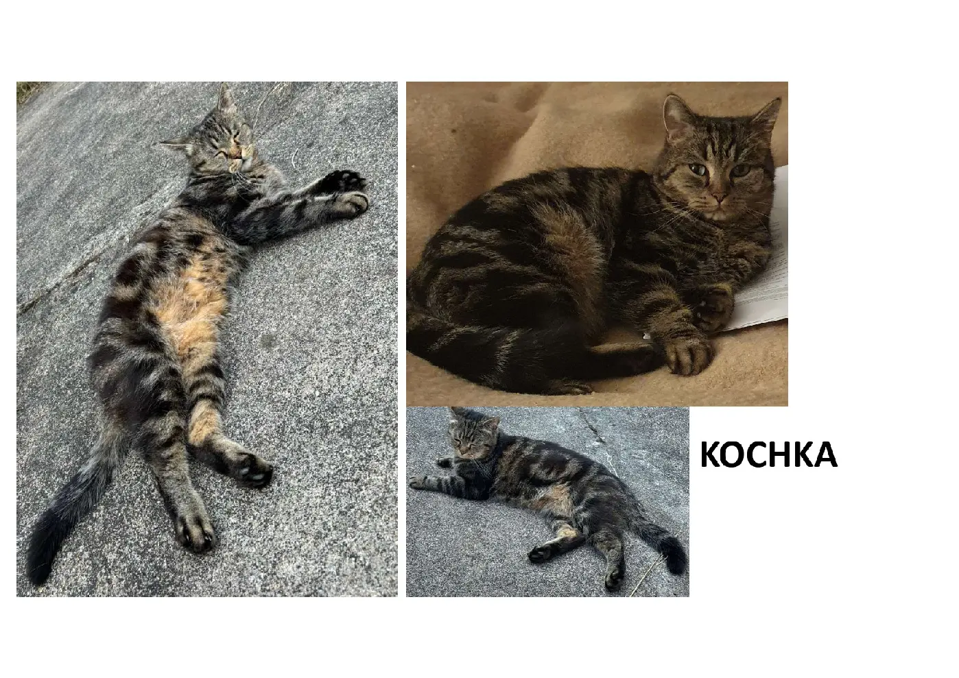 Chat Perdu 77 Seine-et-Marne - Kochka Chat Perdu 77 Seine-et-Marne - Kochka
