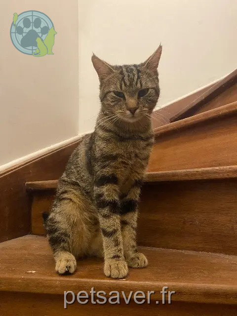 gatto perso 77176 Nandy Kylian gatto lost 77176 Nandy Kylian
