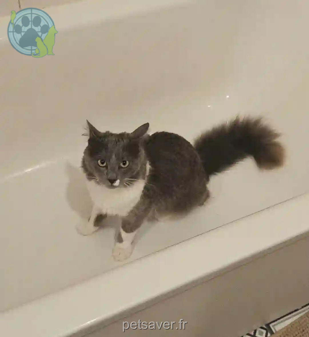 Chat Perdu 77 Seine-et-Marne - Kyo Chat Perdu 77 Seine-et-Marne - Kyo