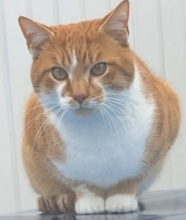 chat lost   77700 Bailly-Romainvilliers KYUBI