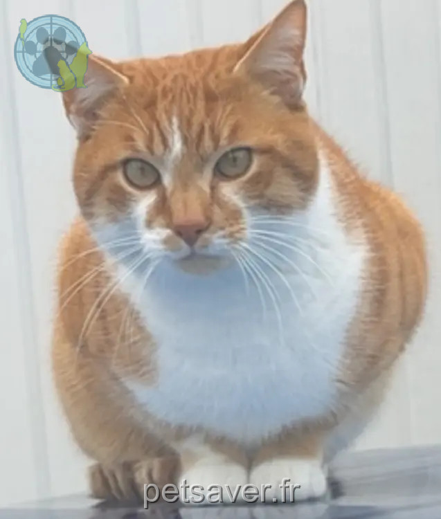 kater vermist 77700 Bailly-Romainvilliers KYUBI kater lost 77700 Bailly-Romainvilliers KYUBI