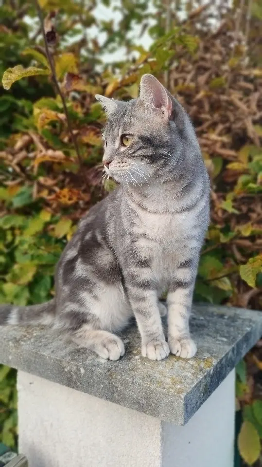 Chat Perdu 77 Seine-et-Marne - Leetchi