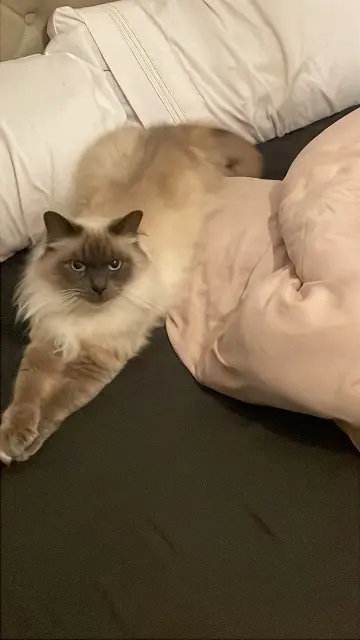 chat lost   77470 Fublaines Loki