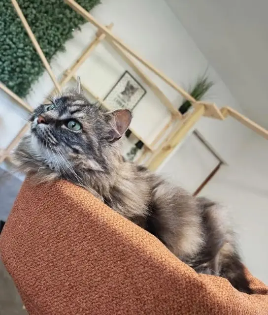 cat lost   77171 Sourdun Loki