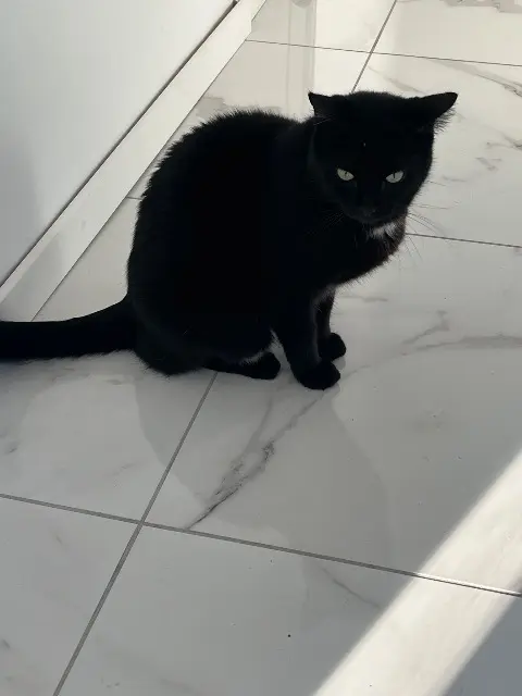 chat lost   77310 Pringy Loki