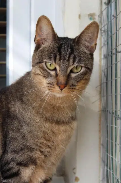 chat lost   77230 Dammartin-en-Goële Lolo