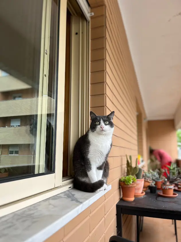 Chat Perdu 77 Seine-et-Marne Louan-Villegruis-Fontaine - Charly