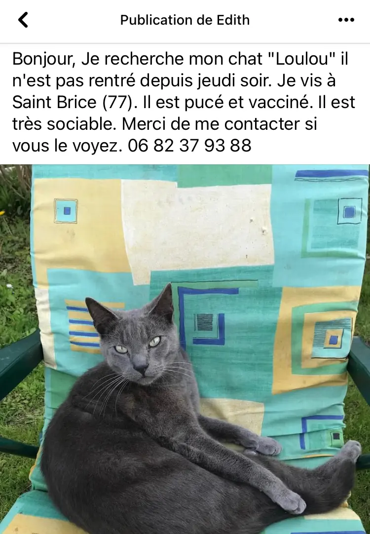 Chat Perdu 77 Seine-et-Marne - Loulou Chat Perdu 77 Seine-et-Marne - Loulou