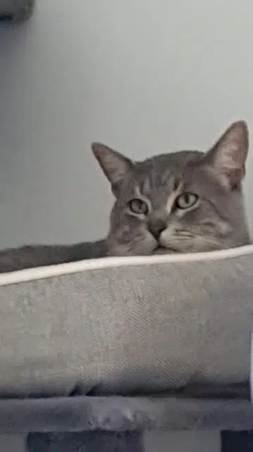 chat lost   77127 Lieusaint Loulou