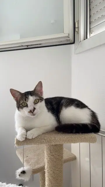 chat lost   77100 Meaux Lovy