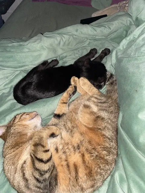 chat lost   77130 La Grande-Paroisse Lpetit