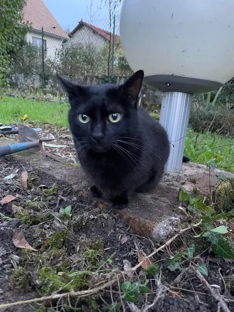 chat lost   77210 Samoreau Luc