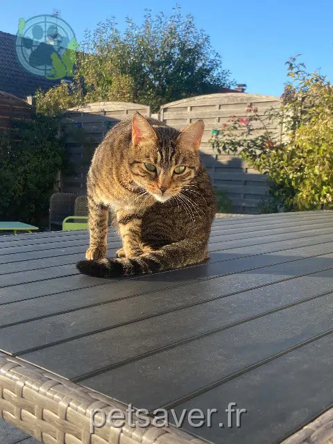 chat lost 77330 Ozoir-la-Ferrière Lucky