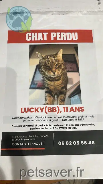 Kater lost   77820 Le Châtelet-en-Brie Lucky