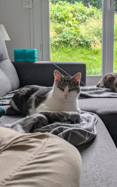 chat lost   77280 Othis Luigi