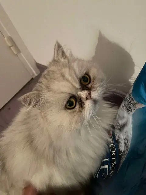 chat lost   77340 Pontault-Combault Léon