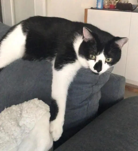 chat lost   77220 Gretz-Armainvilliers Mango