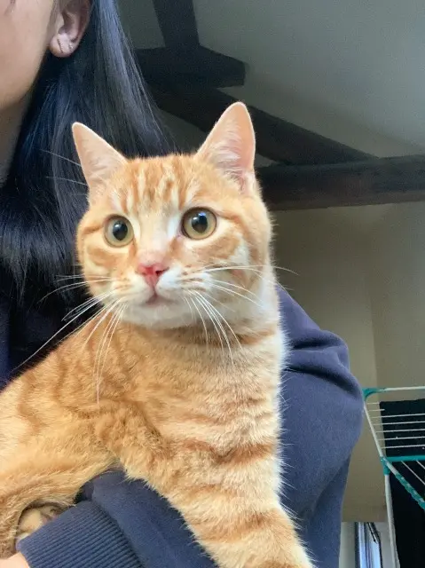 chat lost   77260 La Ferté-sous-Jouarre Mango