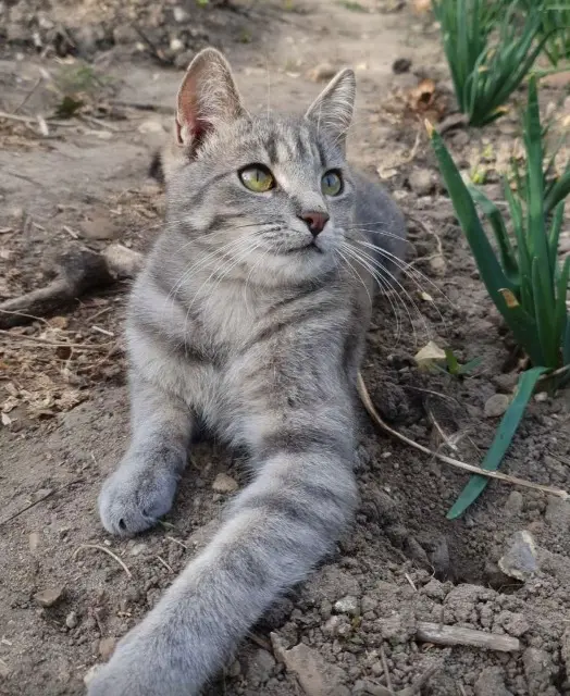 chat lost   77140 Nemours Mani