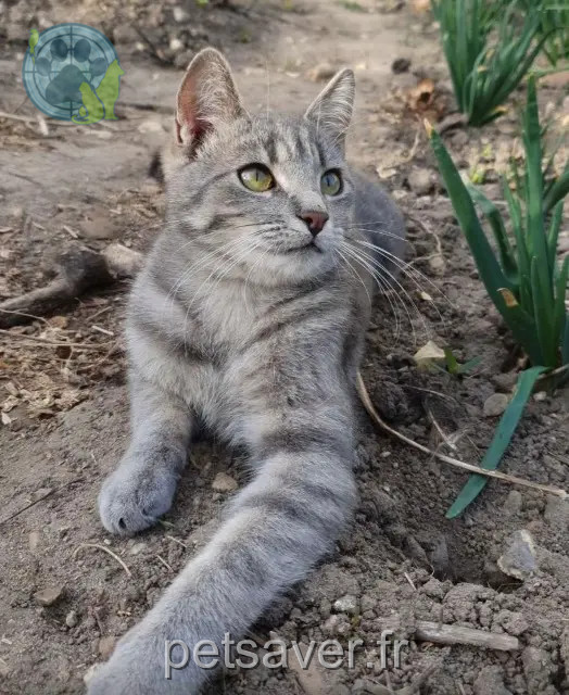 cat lost 77140 Nemours Mani cat lost 77140 Nemours Mani