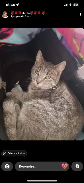 chat perdu 77140 Nemours Mani chat lost 77140 Nemours Mani