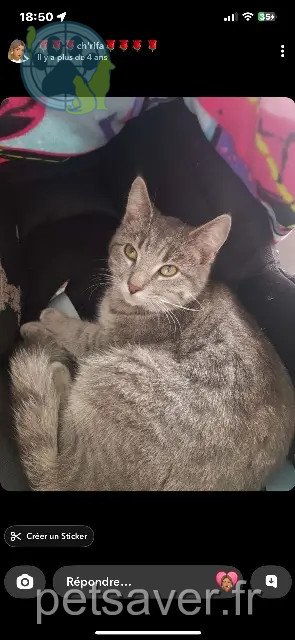 chat perdu 77140 Nemours Mani chat lost 77140 Nemours Mani