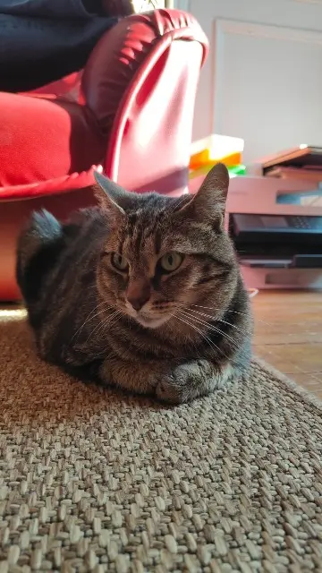 chat lost   77300 Fontainebleau Marcello