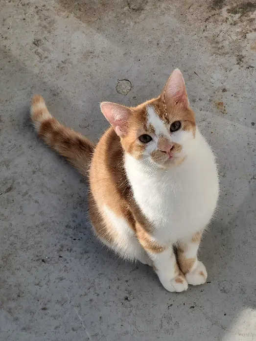 Chat Perdu 77 Seine-et-Marne - Marcus Chat Perdu 77 Seine-et-Marne - Marcus