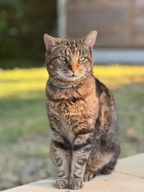 cat lost   77580 Villiers-sur-Morin Marcus