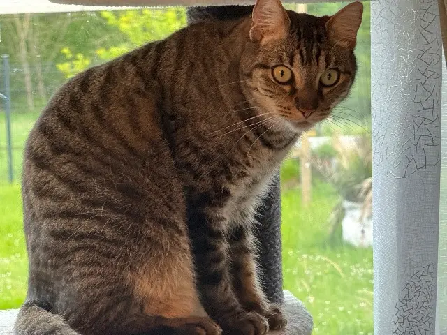 chat lost   77580 Bouleurs Mc Fly