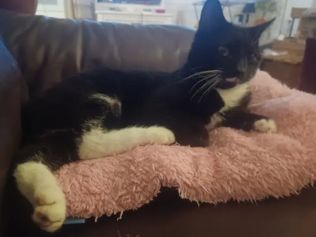 chat lost   77320 La Ferté-Gaucher Merlin