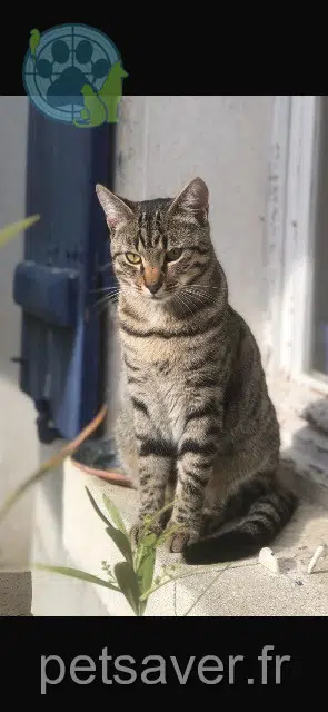 chat lost   77220 Gretz-Armainvilliers Merlin