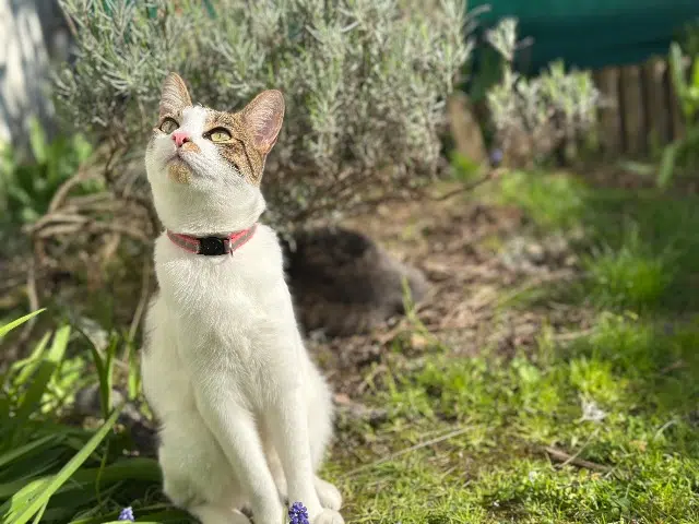 chat lost   77210 Avon Miaouss