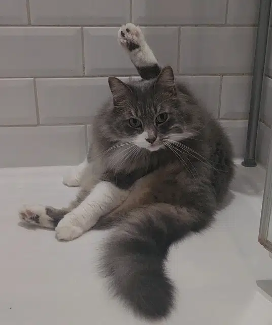 chat lost   77780 Bourron-Marlotte Milo